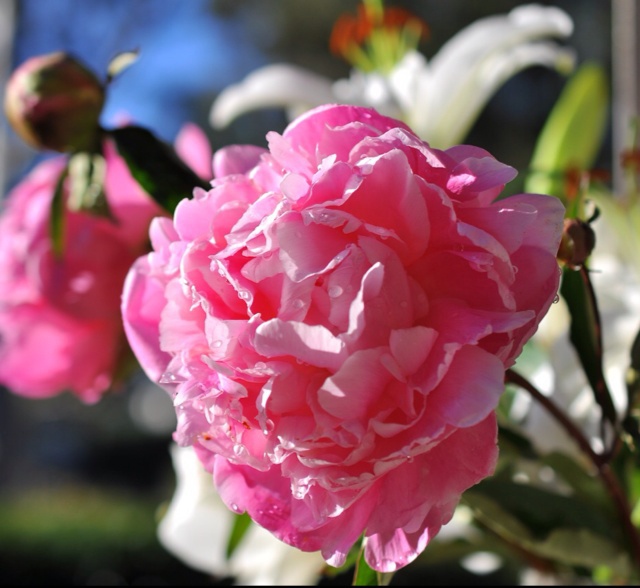 厨房、餐桌、阳台上的鲜花