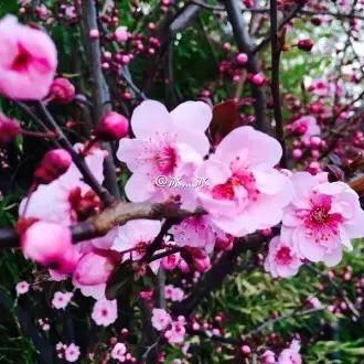 红日东升139