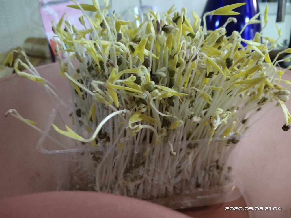 自发绿豆芽
