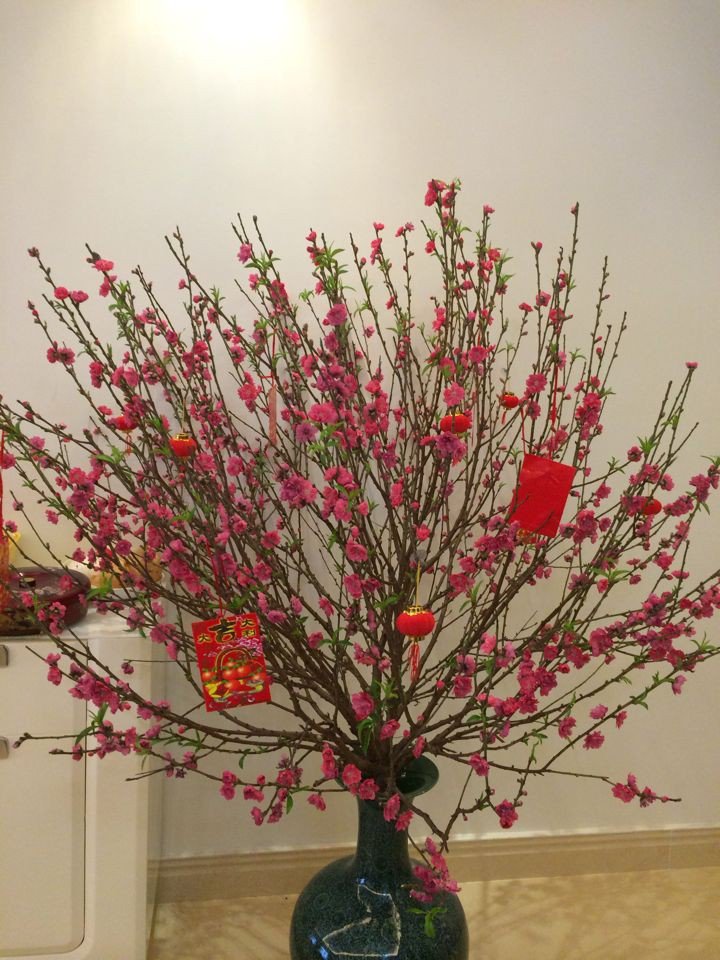 厨房、餐桌、阳台上的鲜花