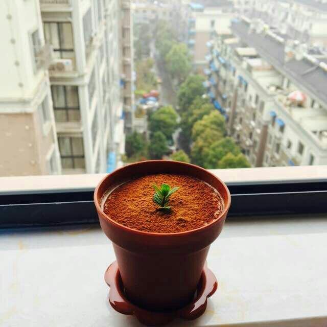 盆栽木糠杯
