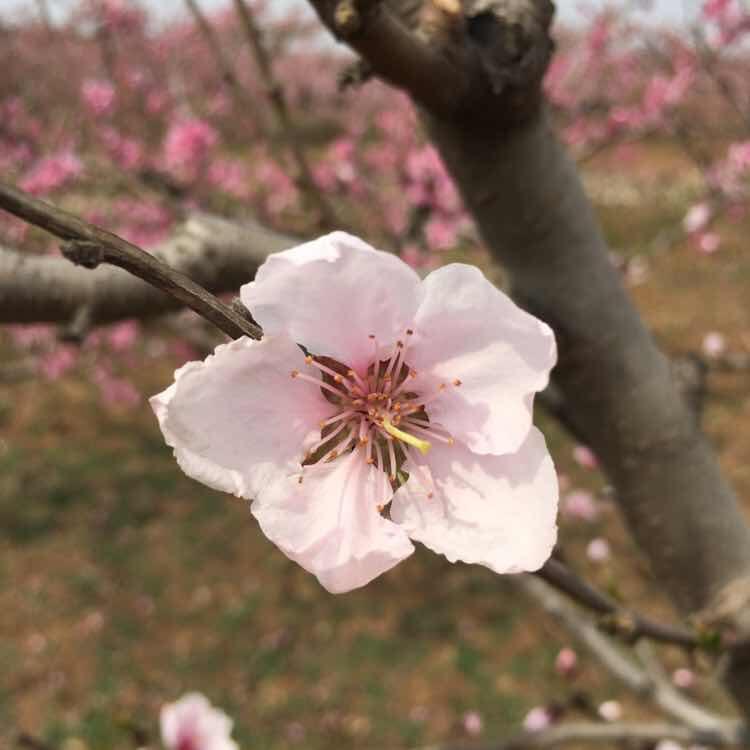 陌上花开花开陌上