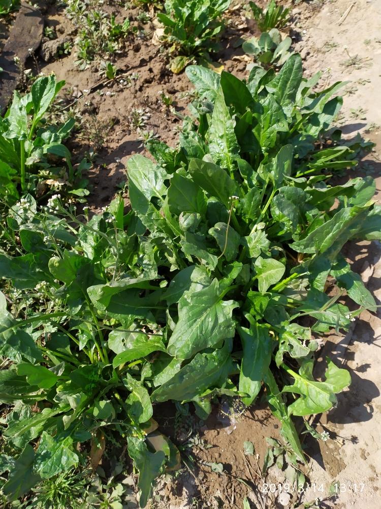 电饼铛蔬菜鸡蛋饼菠菜玉米面杂粮粉虾皮芝麻无糖无油荞麦黄豆红豆绿豆黑米榛子芡实莲子减肥减脂健身糖尿病的做法 步骤7