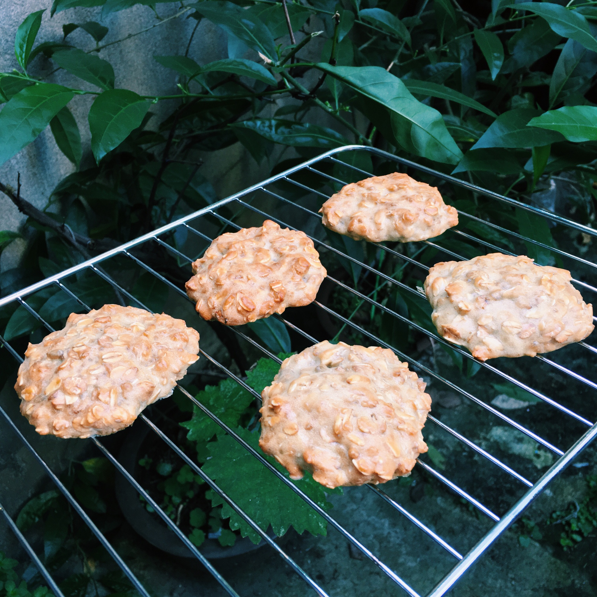 红糖燕麦饼干