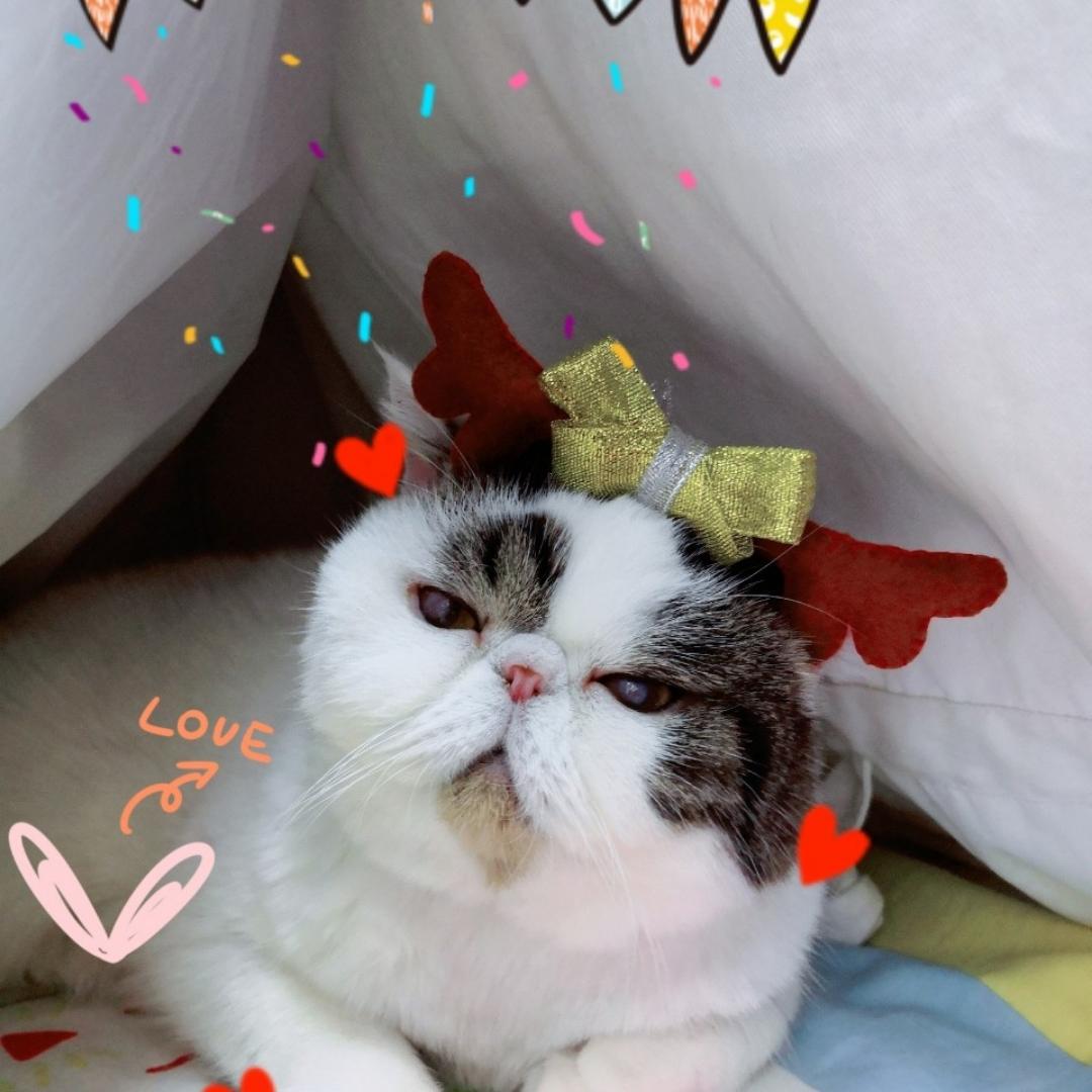 喵宝团子