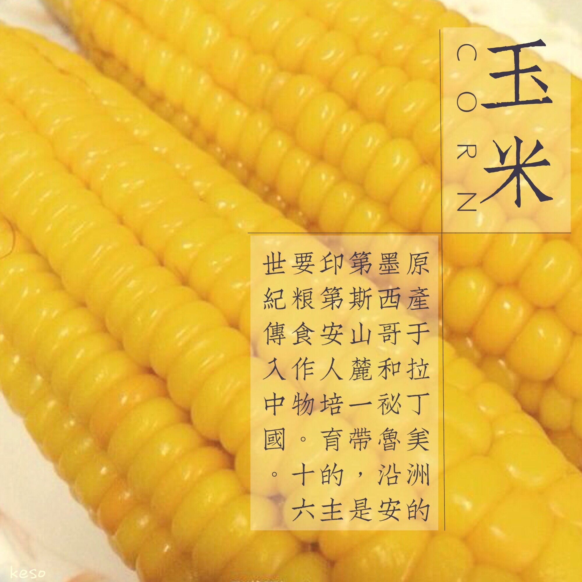 煮玉米
