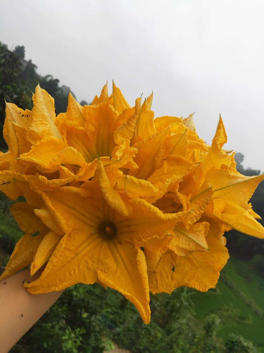 南瓜花酿的做法步骤图 南瓜花酿怎么做好吃 罗罗 56mg 下厨房