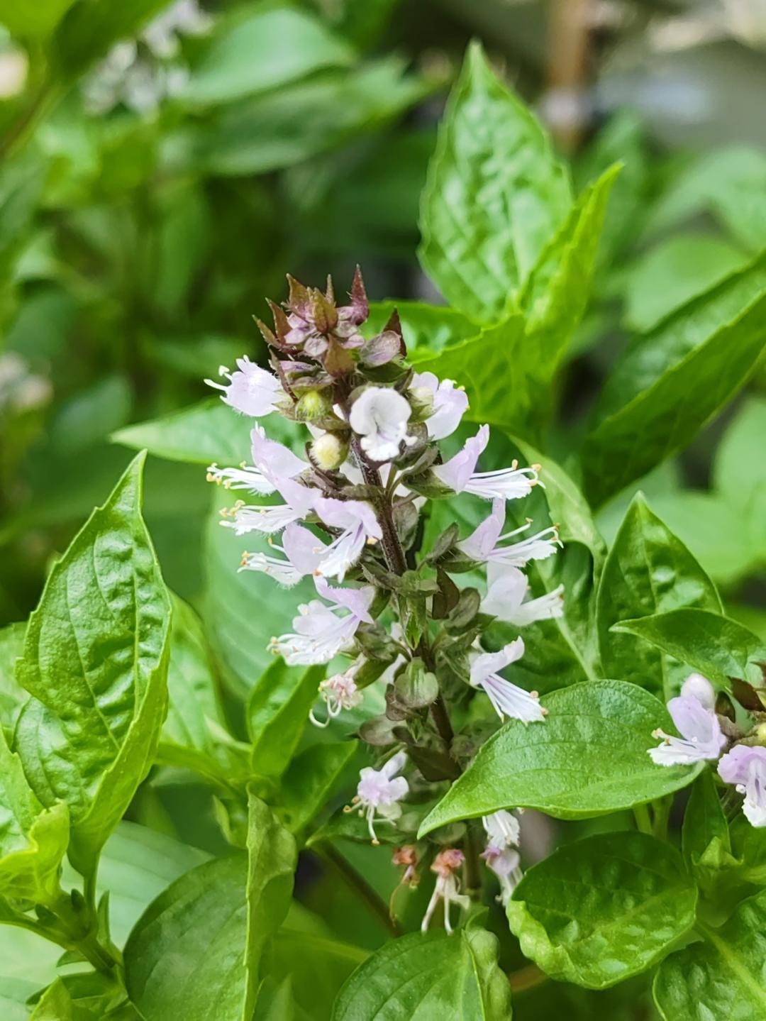 通往罗勒自由之路