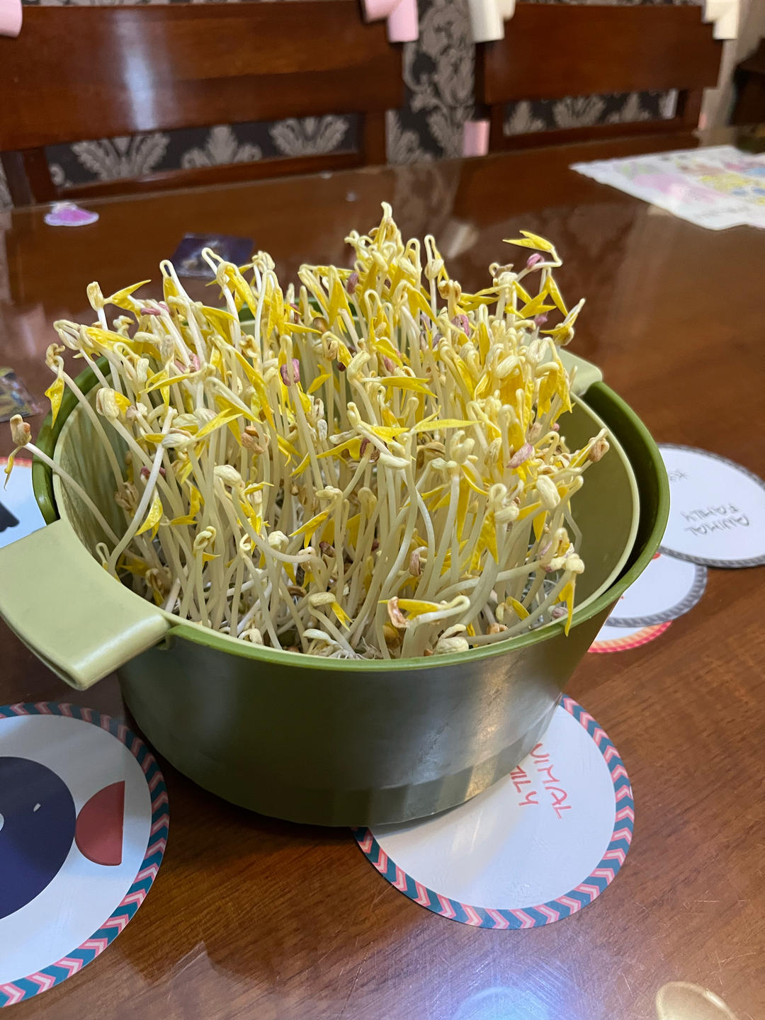 自己在家发豆芽