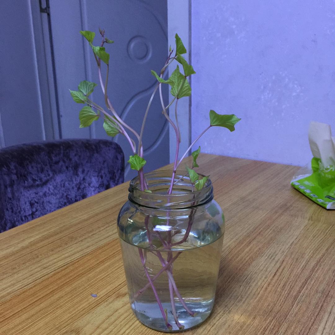 地瓜叶周记