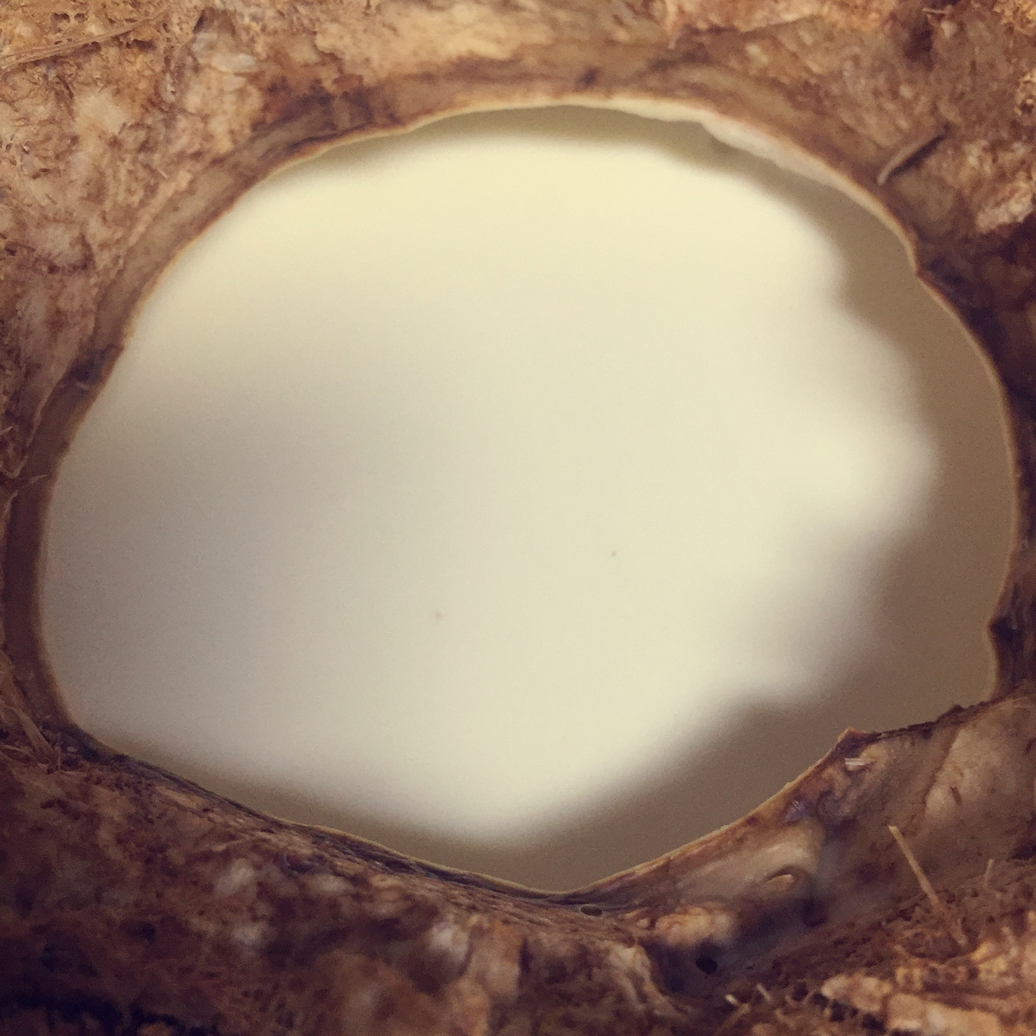 椰子里的美味（双层椰子冻）