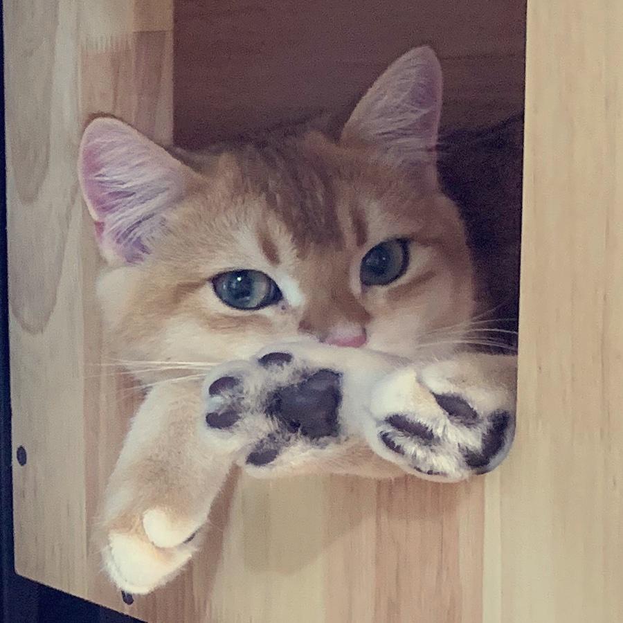 给猫做饭的婆娘的厨房