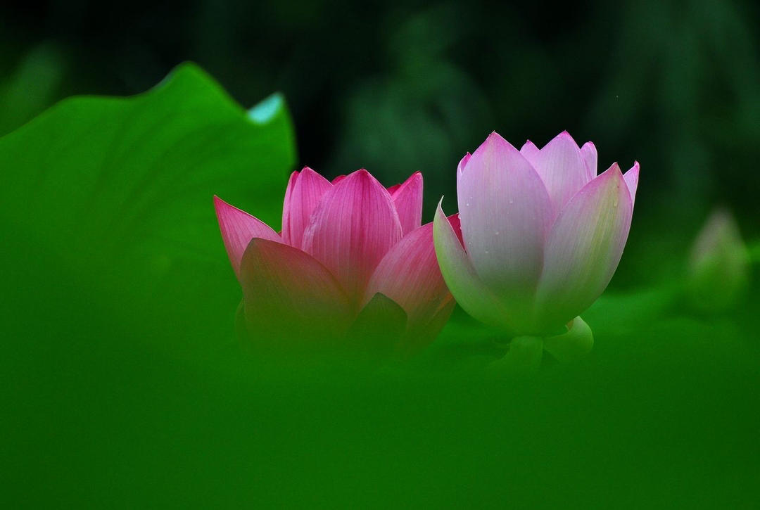 金色時代