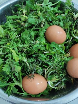 春天必吃的荠菜（地菜）炒鸡蛋的做法 步骤1