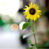 sunflower-139