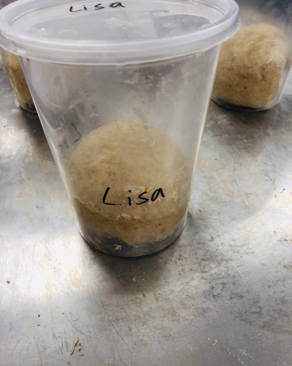 Basic sourdough starter 酸面团种