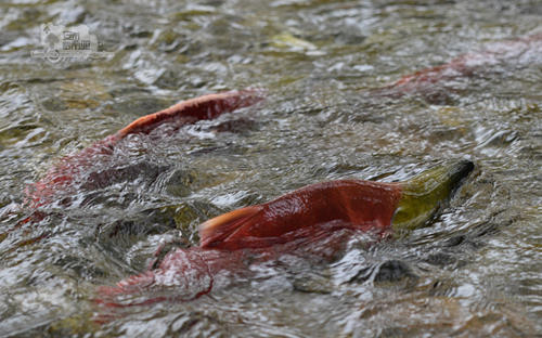 现在问题来了:三文鱼是什么鱼?