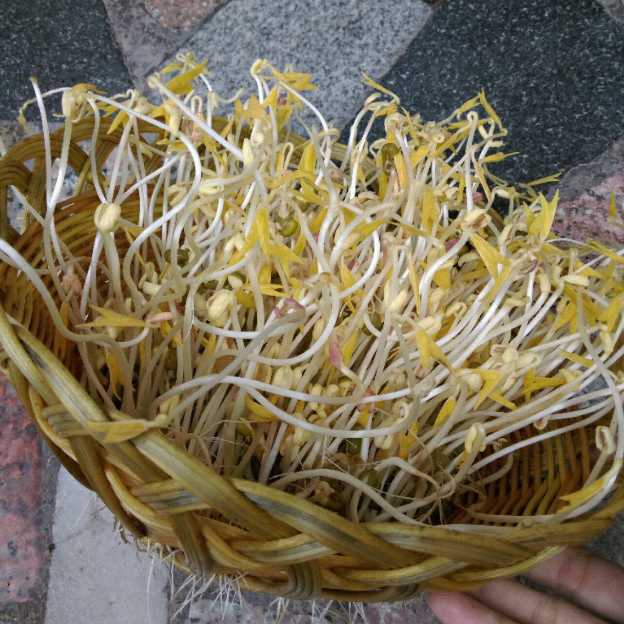 自发绿豆芽