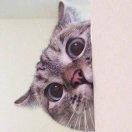 一隻林瓜猫