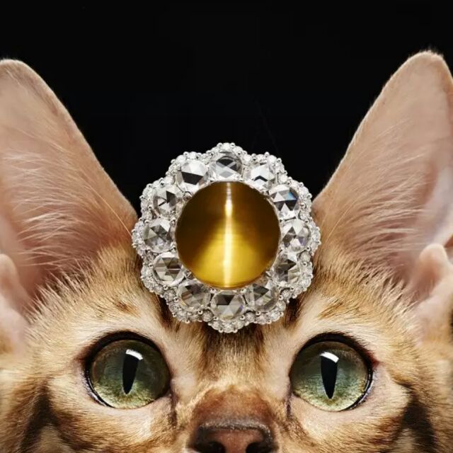 金银眼猫