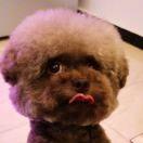 爱喝咖啡的楠楠