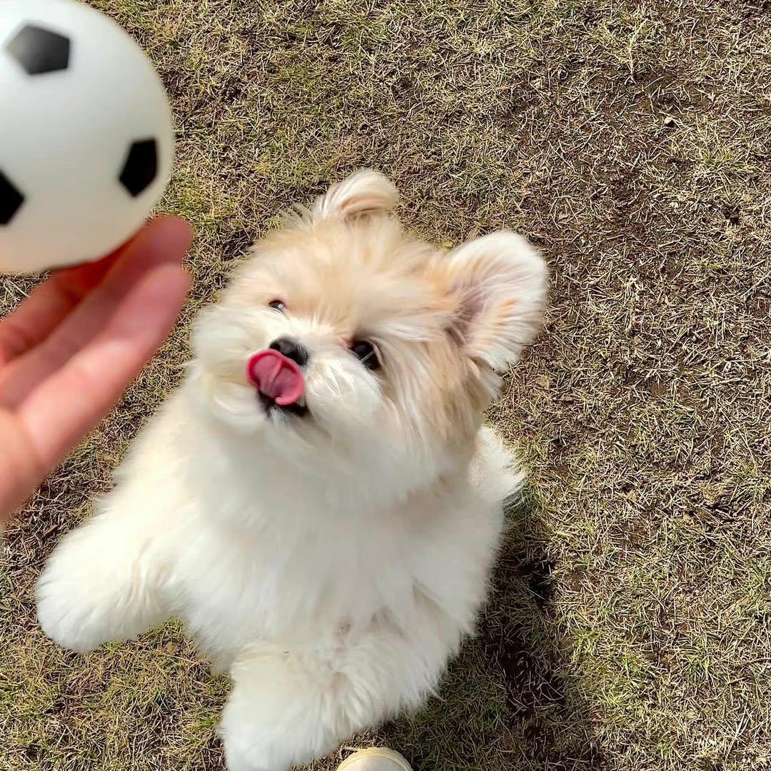 酥崽今天炒菜糊了吗
