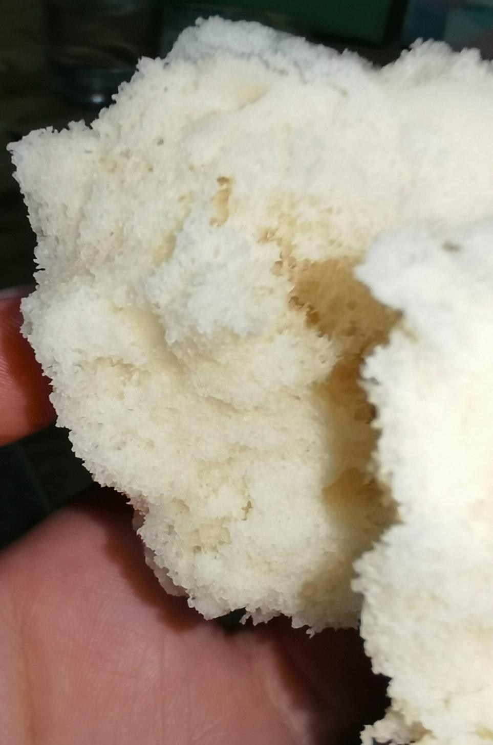 新手做馒头也能100%成功——附上非常详细的视频步骤（一次发酵法）