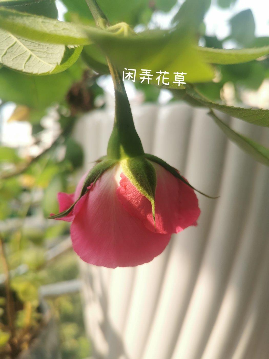 蕃茄鸡蛋烩饭
