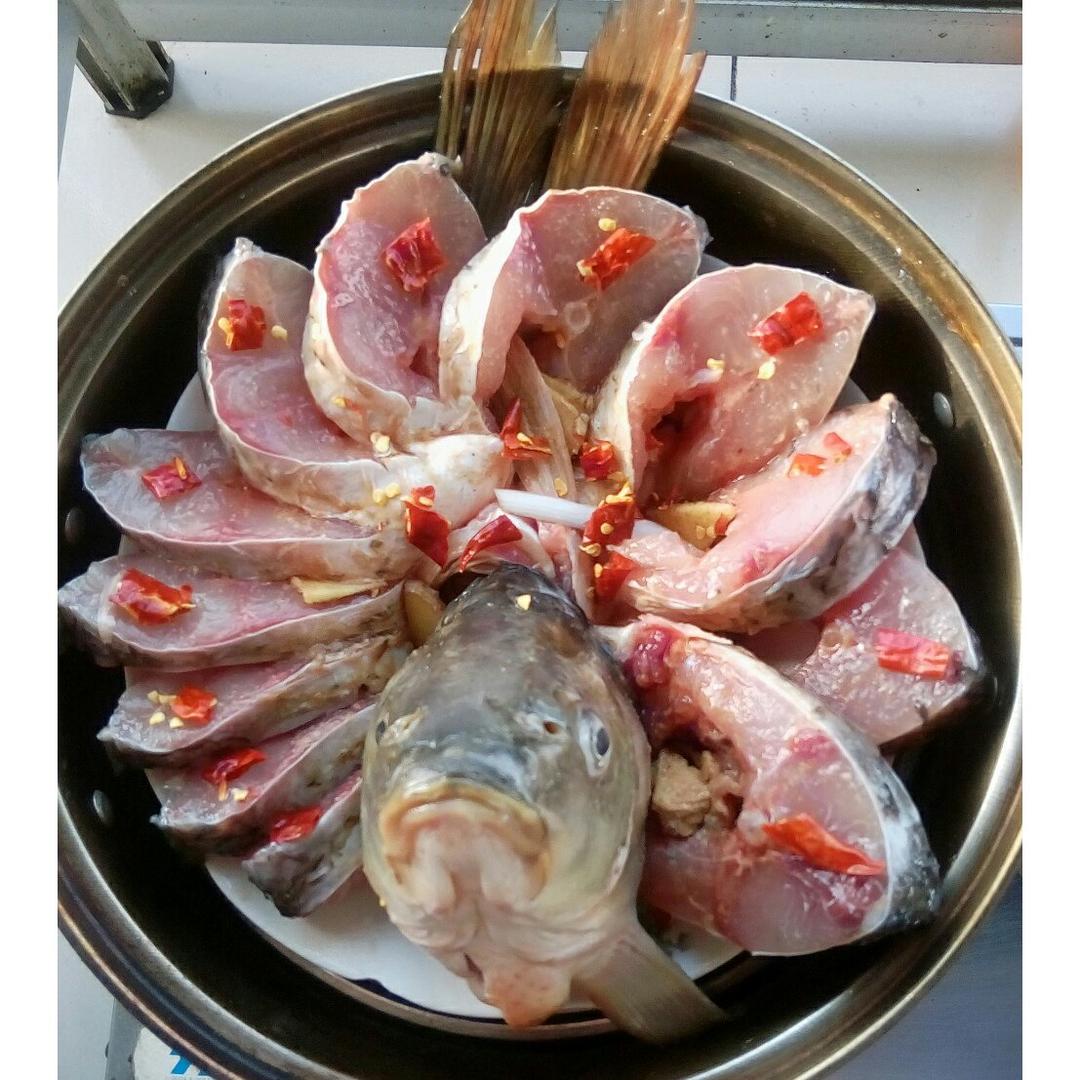 孔雀开屏鱼