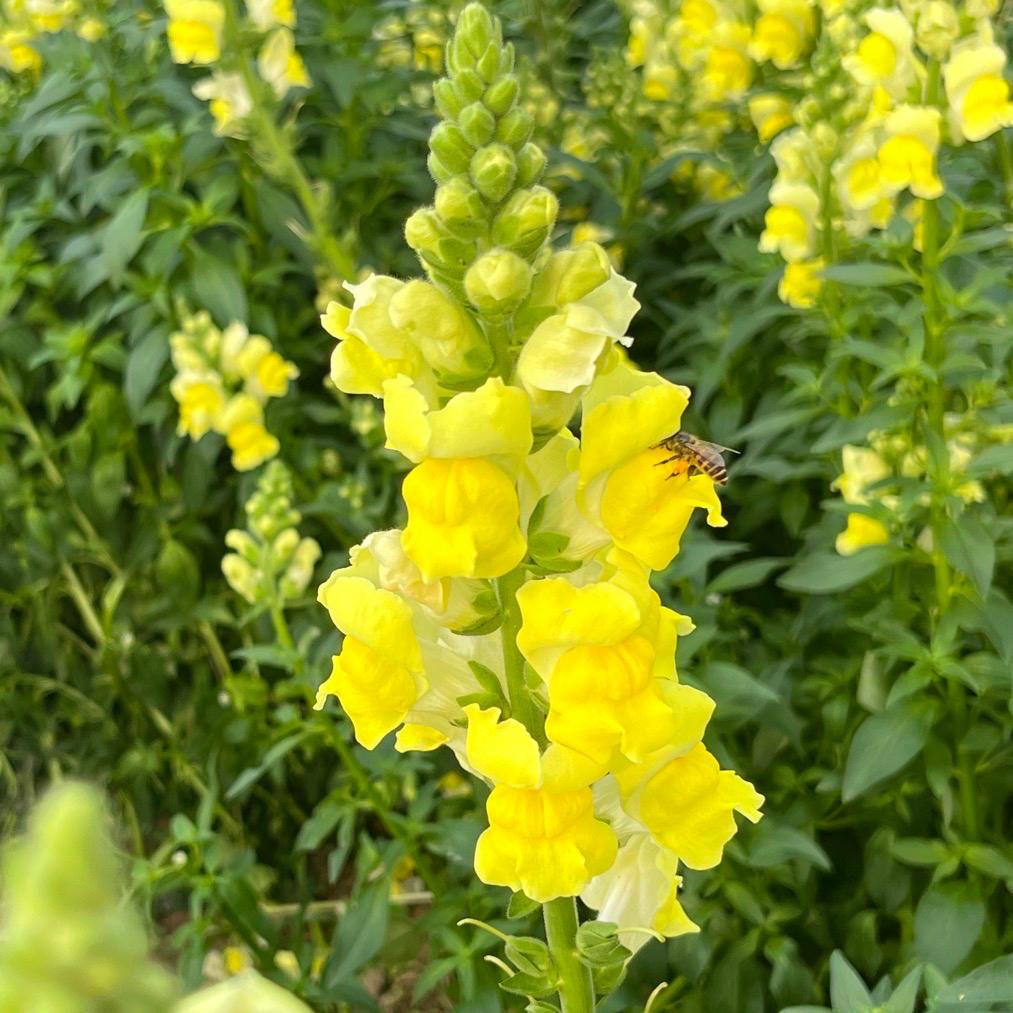 手撕包菜（米饭杀手系列二）