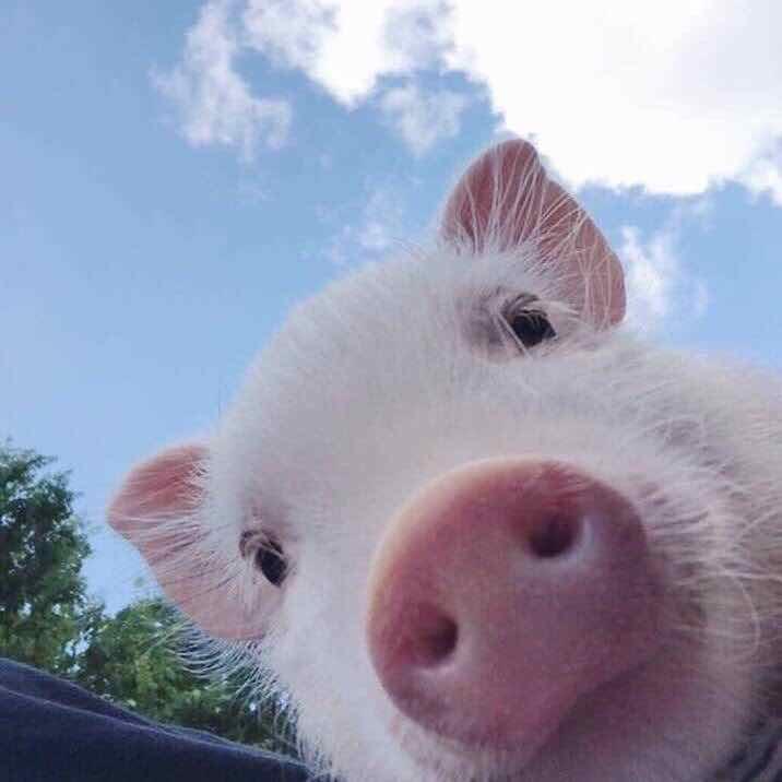 肉包妈咪耶