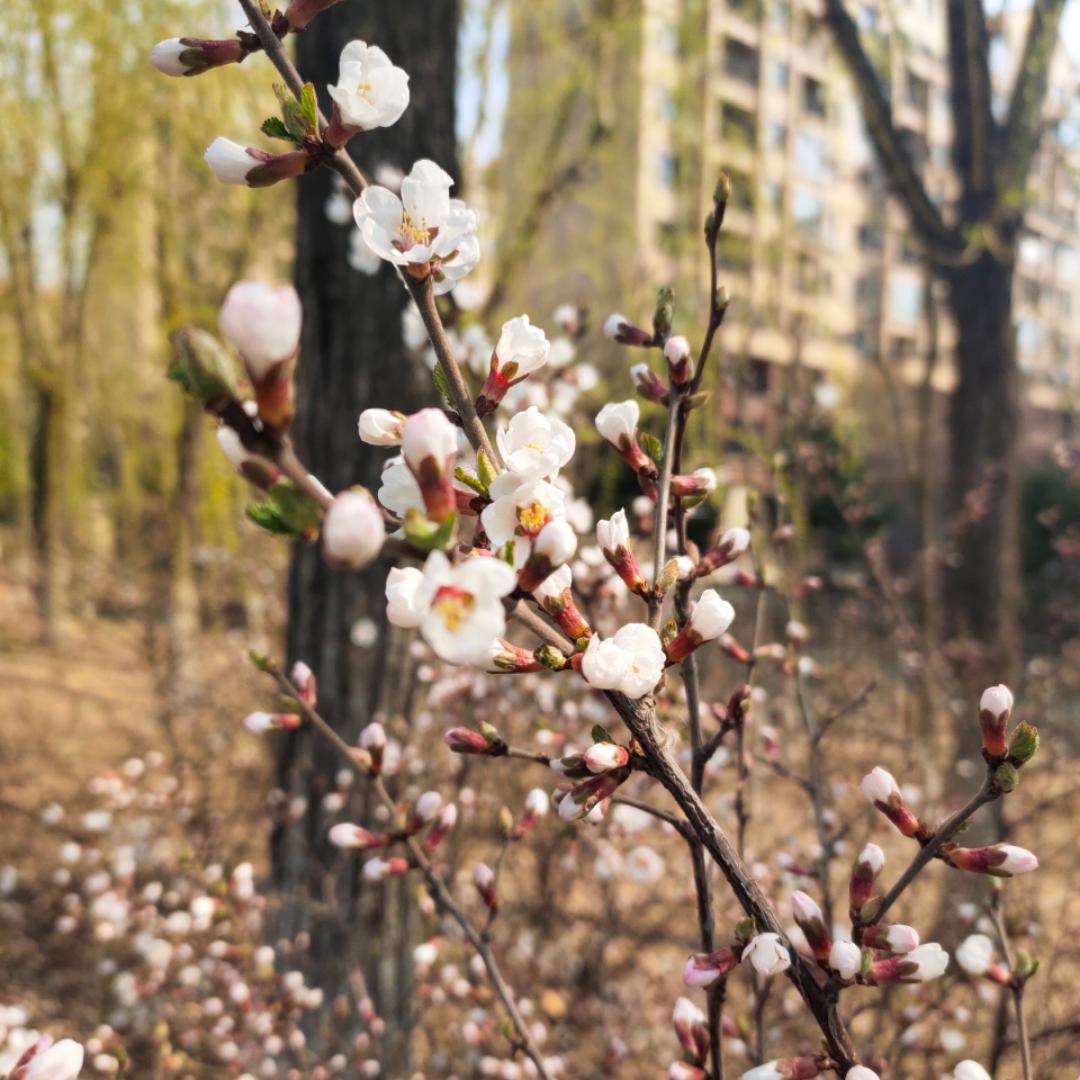 林家小丸纸