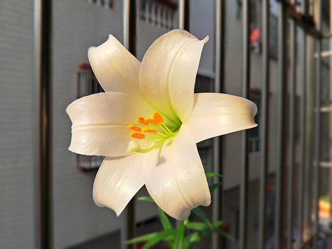 那些花儿<记录篇>