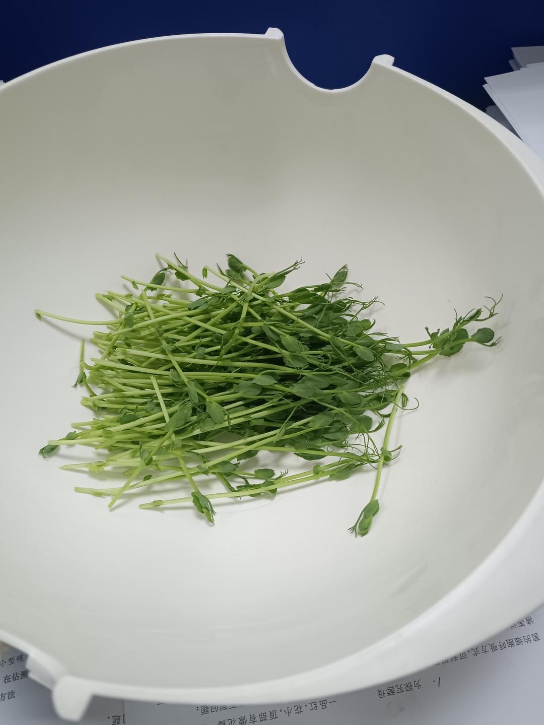 自己发豌豆苗ヾ(❀╹◡╹)ﾉ~芽苗菜的窝