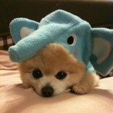 绿茶犬要作甜品师