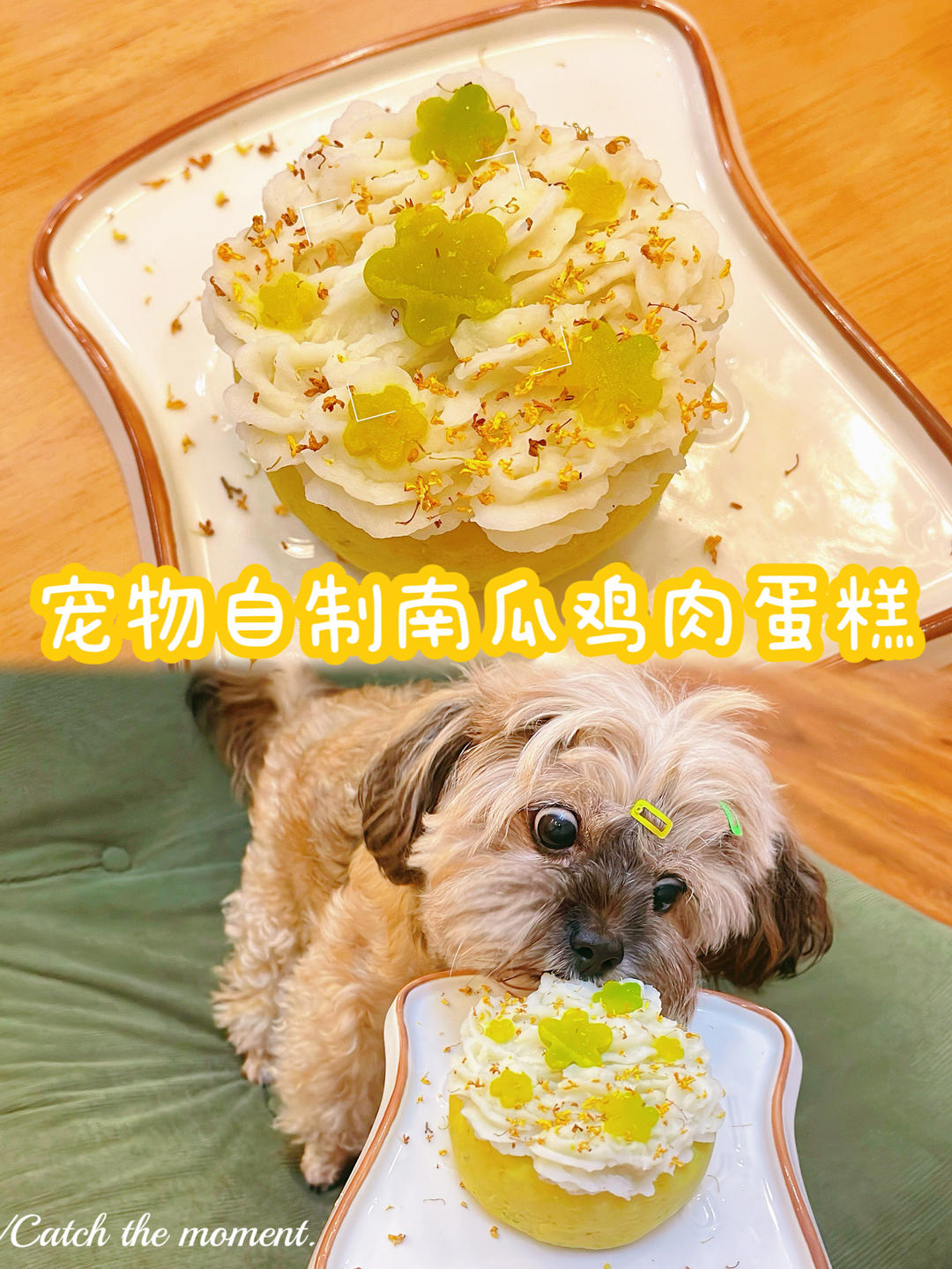 宠物自制秋日限定南瓜鸡肉蛋糕🎂
