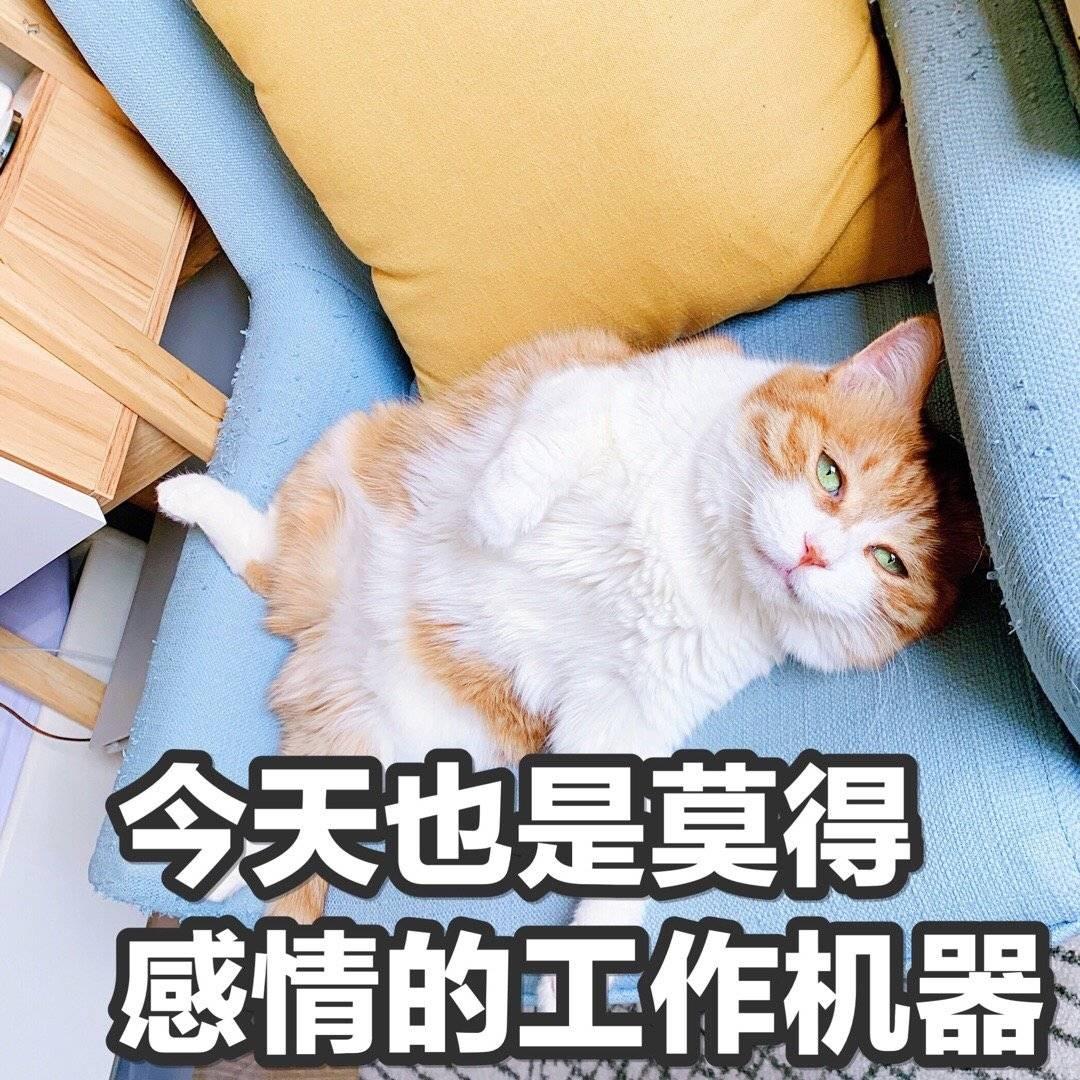 进击的caicai