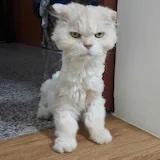 为养胖女朋友奋斗