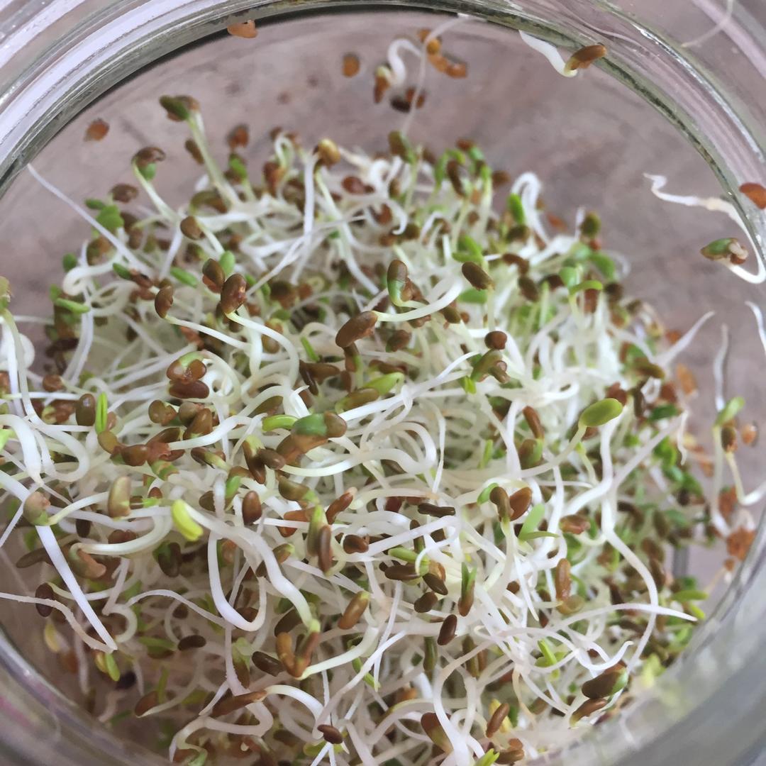 苜蓿芽养成