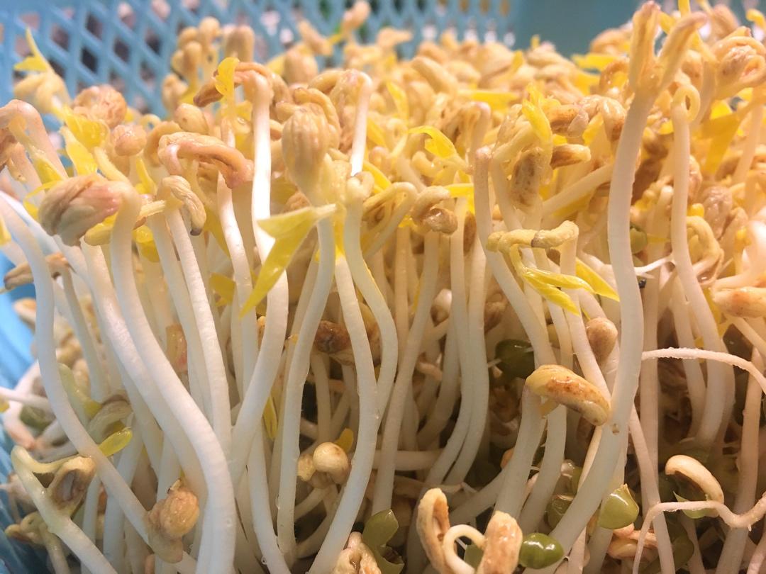 沥水篮发豆芽