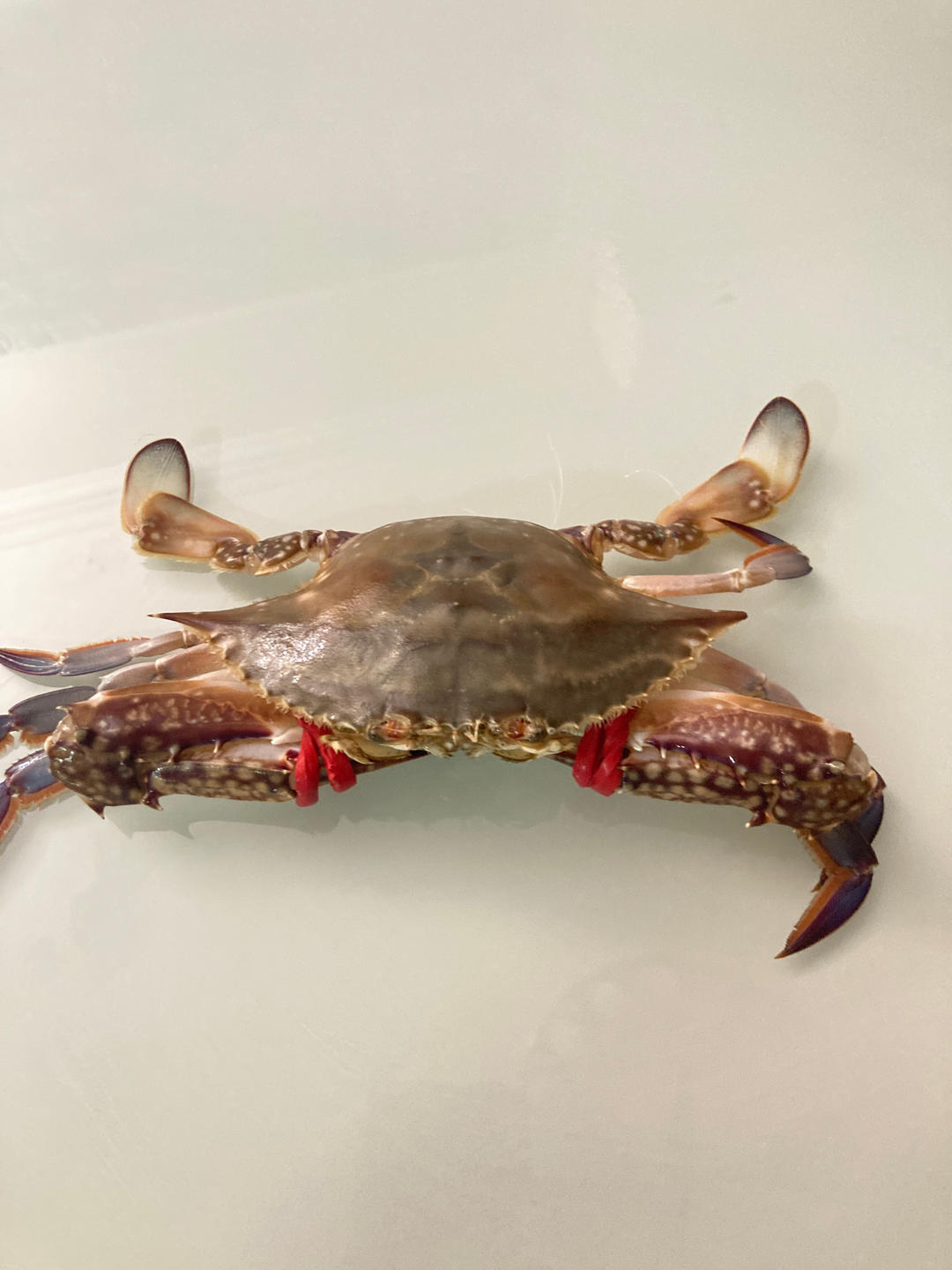 红烧梭子蟹做法   葱油梭子蟹做法