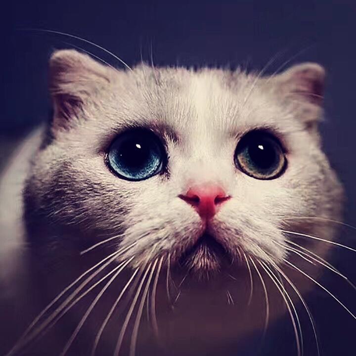 小兔咭