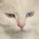冰雹蛇头
