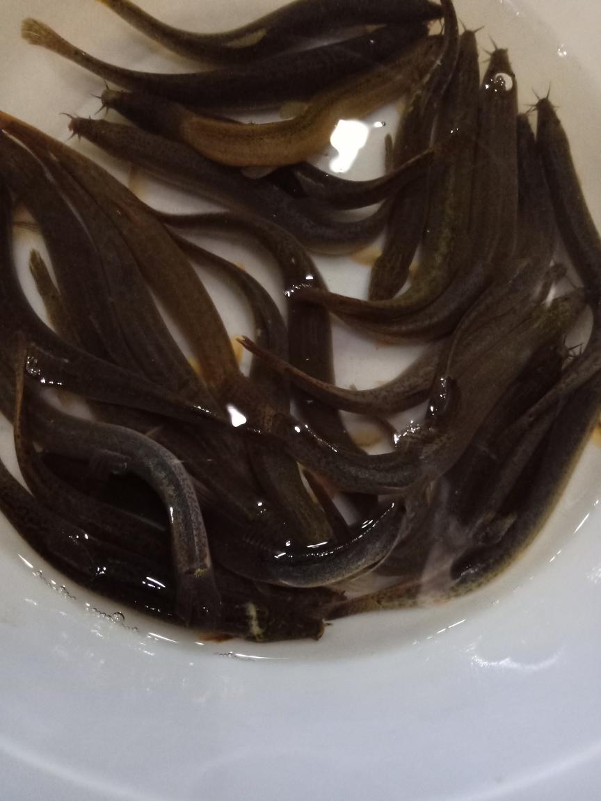 电压力锅无水焗野生白泥鳅