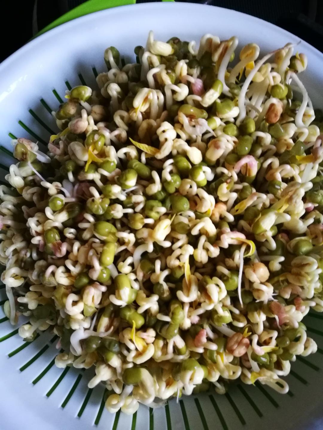 自发绿豆芽/自生豆芽/自制豆芽