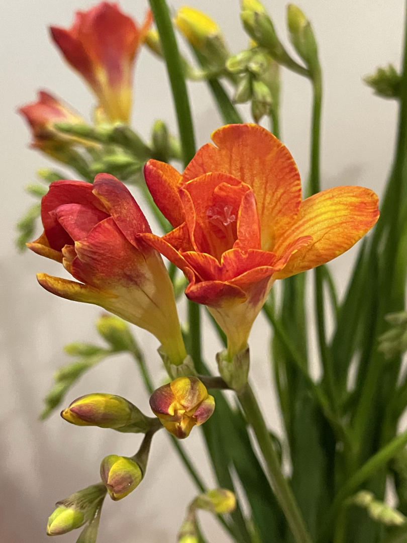 那些花儿