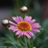 梦舞轻愁的花草世界