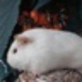 限期味賞