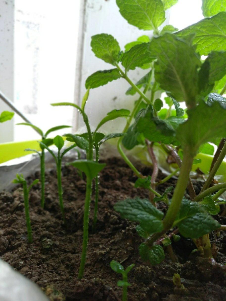 种一杯随取随用的柠檬叶