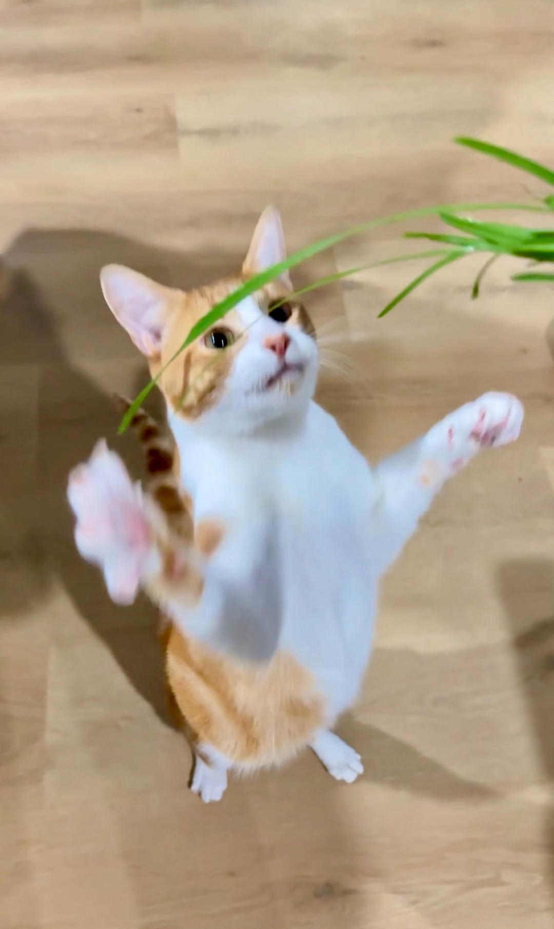 零失败的蒜蓉粉丝蒸扇贝